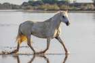 Provence-Alpes-Cote dAzur-France Horse running through the marshes of the Camargue Art Print